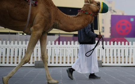 Παγώνη για τη γρίπη της καμήλας: Δε μεταδίδεται εύκολα αλλά ένας στους τρεις που νοσεί μπορεί να καταλήξει