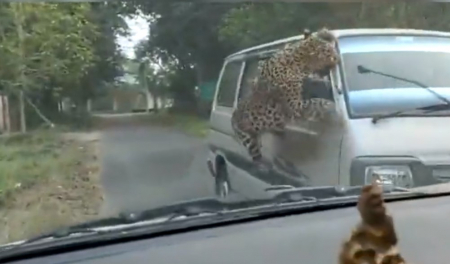 Ινδία: Λεοπάρδαλη τραυμάτισε τουλάχιστον 15 άτομα σε Πανεπιστημιούπολη