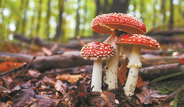 Τα θανάσιμα μυστικά των μανιταριών