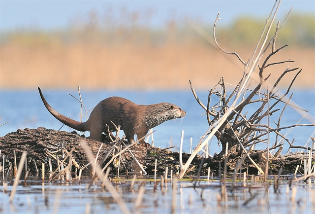 Το… 24ωρο μιας ακριβοθώρητης βίδρας