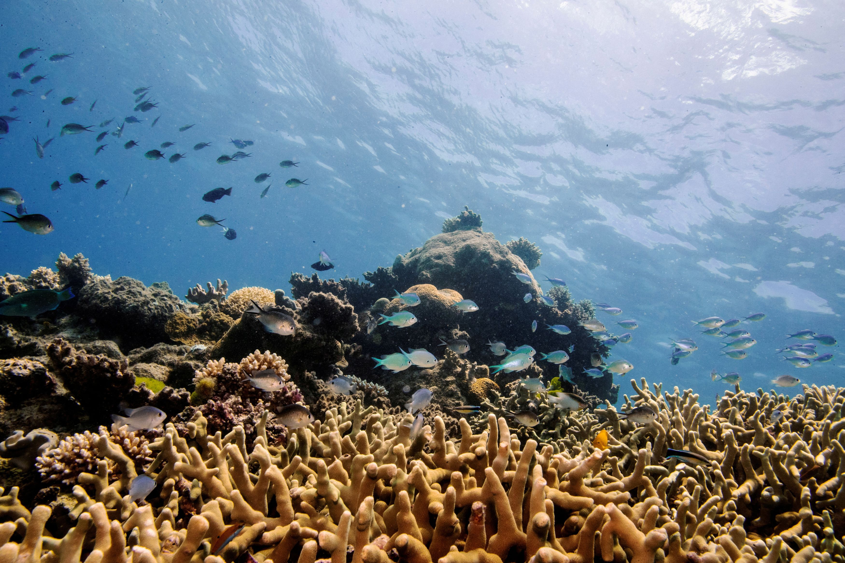 Μία συμφωνία «που αλλάζει τον κόσμο» για την προστασία των ωκεανών