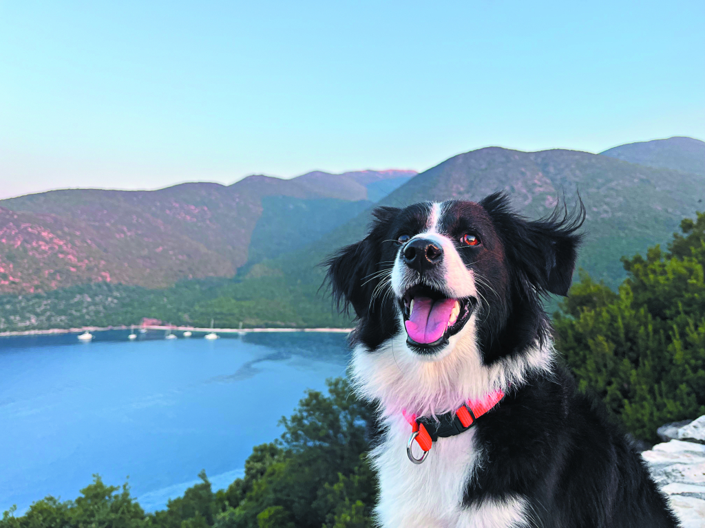 Τομυστήριο με τον σκύλο