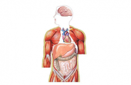 Μεταγραφές