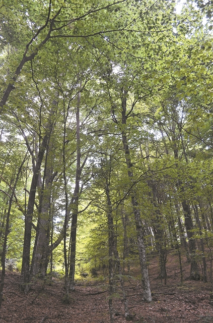 Μαθαίνοντας τα μυστικά των δέντρων