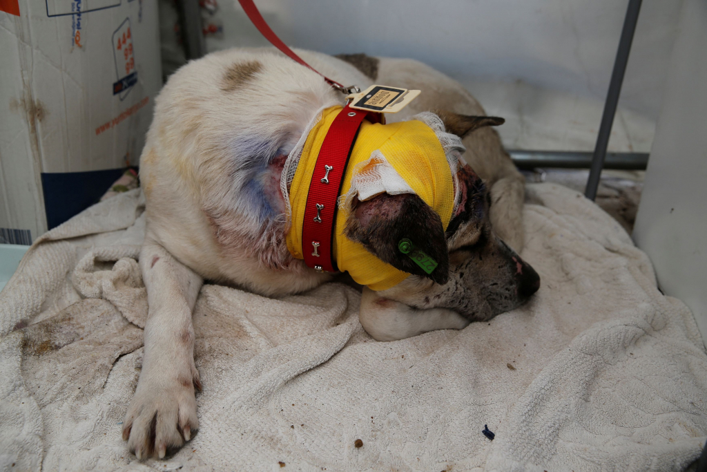 Τουρκία: Δυο σκυλάκια ανασύρθηκαν ζωντανά, πάνω από 200 ώρες μετά τον σεισμό