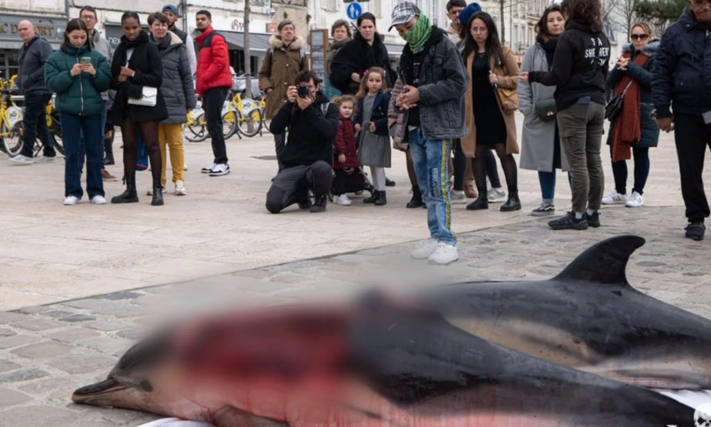 Γαλλία: Ομοφοβικά συνθήματα χαραγμένα πάνω σε νεκρά δελφίνια