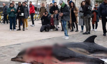 Γαλλία: Ομοφοβικά συνθήματα χαραγμένα πάνω σε νεκρά δελφίνια