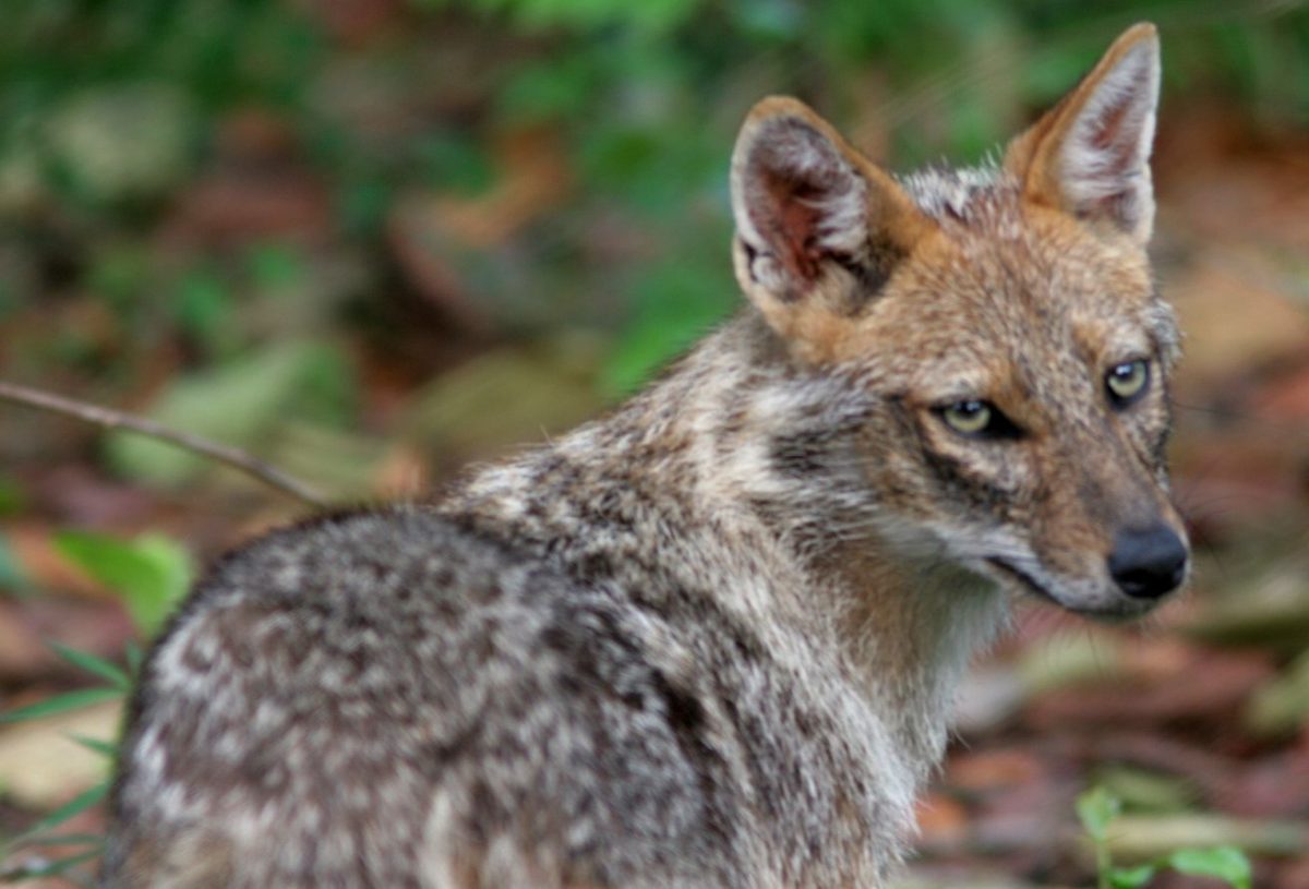 Ξανακούγεται το ουρλιαχτό του τσακαλιού στα ελληνικά δάση