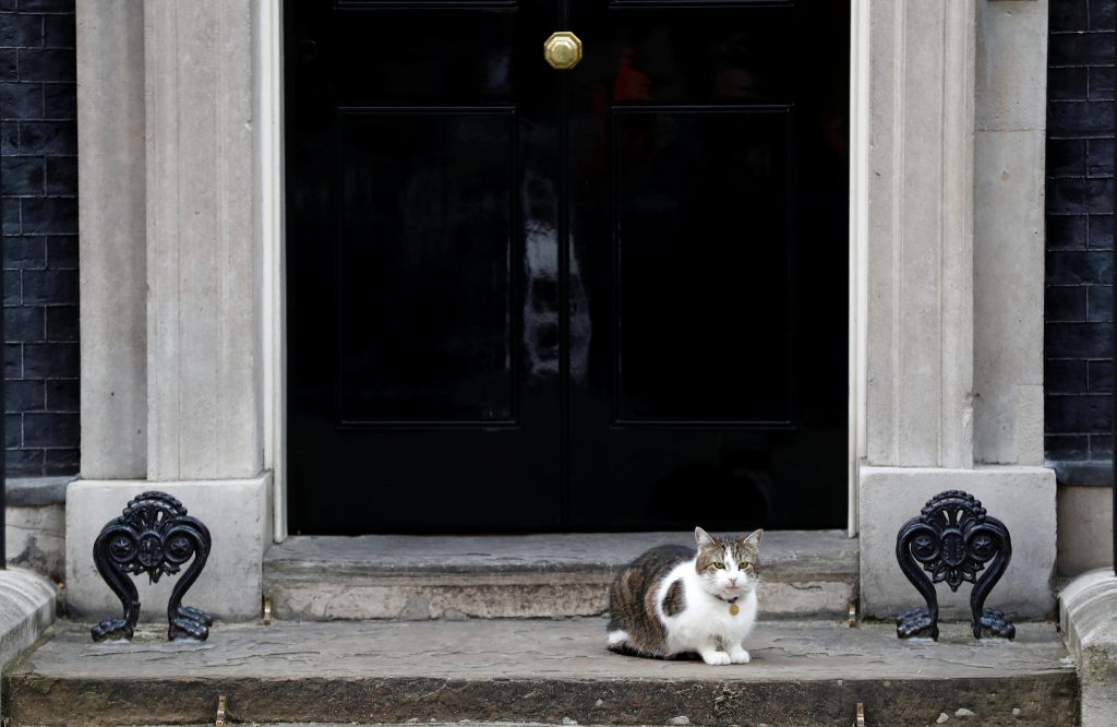 Μ. Βρετανία: Εξέταζαν τη θανάτωση όλων των γατών στην αρχή του Covid
