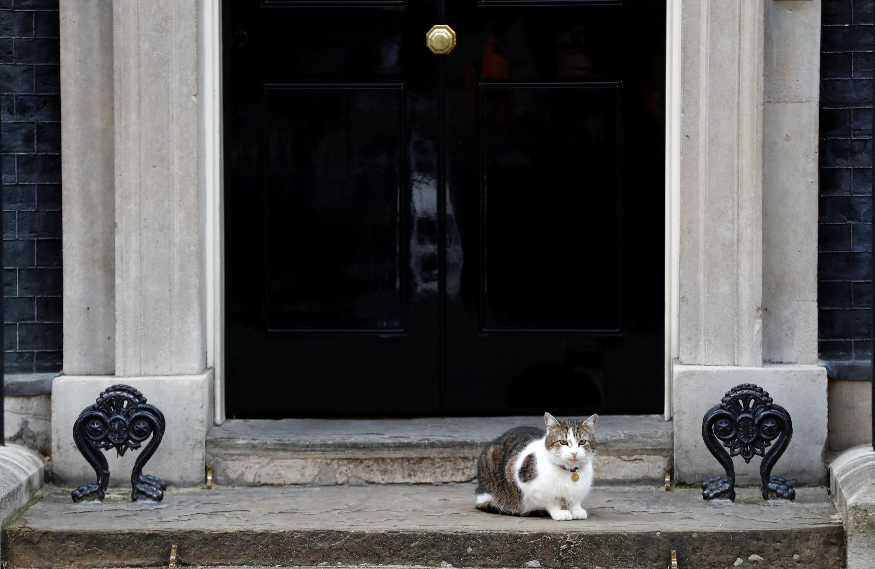 Μ. Βρετανία: Εξέταζαν τη θανάτωση όλων των γατών στην αρχή του Covid