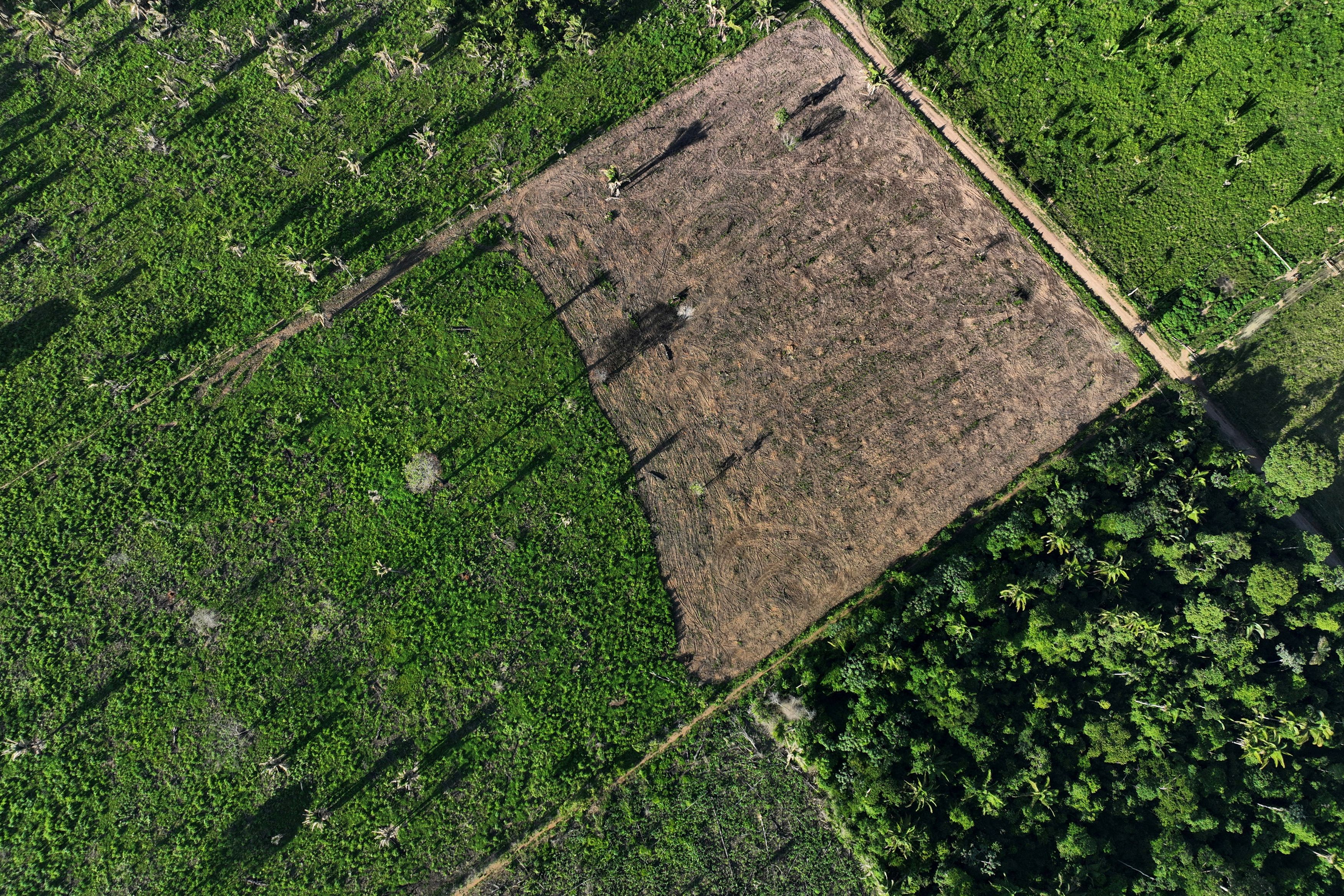 Πώς συνδέεται το κολλαγόνο με τα δάση στη Βραζιλία;