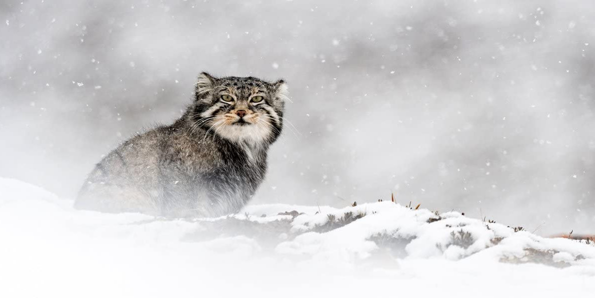 Στην ταινοθήκη της Ελλάδας με λάβαρο την προστασία του πλανήτη