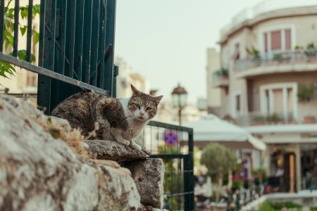 Πρόστιμο 120.000 ευρώ σε 75χρονη που πέταξε γατάκια στα σκουπίδια