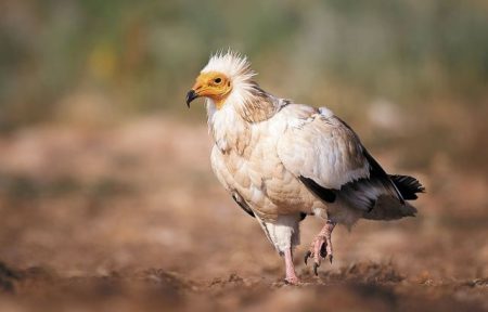 Η πανίδα χάνεται, η Ελλάδα μαζεύει καταδίκες…