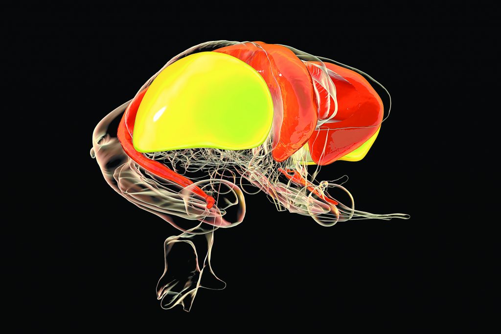 Πρωινό ξύπνημα, μικροπλαστικά παχυσαρκίας και ρομποτική αφή