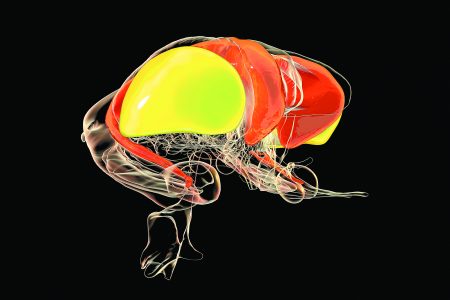 Πρωινό ξύπνημα, μικροπλαστικά παχυσαρκίας και ρομποτική αφή