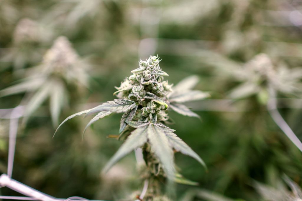 Γερμανία: Νομιμοποιείται η κάνναβη – Τι προβλέπει νέος νόμος