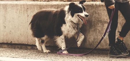 Σε ποιους αρχαιολογικούς χώρους θα επιτρέπονται τα ζώα συντροφιάς