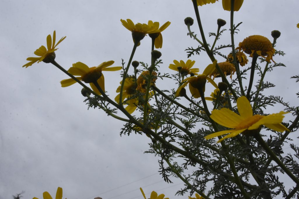 Καιρός: Σήμερα αίθριος – Σε ποιες περιοχές αναμένονται βροχές τη Πρωτομαγιά