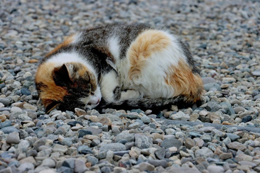 Ύδρα: Πρόστιμο 15.000 ευρώ στον 58χρονο που πέταξε γατάκι από τον πρώτο όροφο