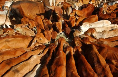 Θανατηφόρα νόσος πλήττει βοοειδή στη νότια Ευρώπη