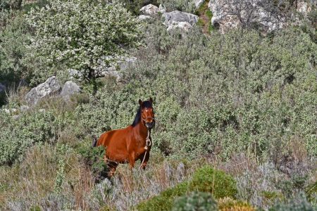 Πάρνηθα: Αφήνουν γέρικα άλογα να πεθάνουν ρίχνοντάς τα στον γκρεμό