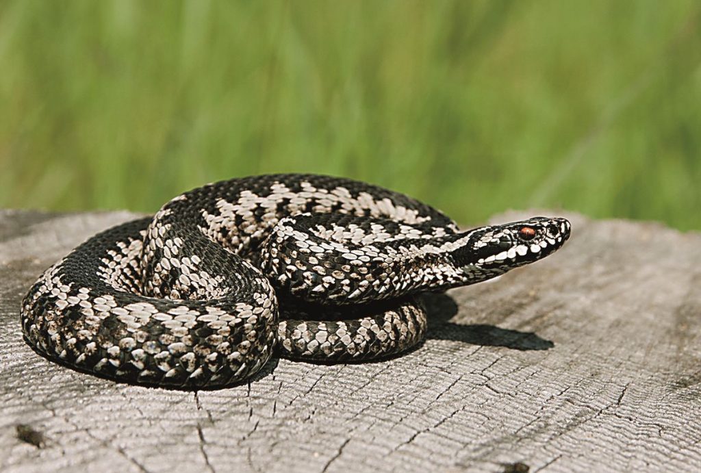 Θεσσαλονίκη: Σε σταθερά κρίσιμη κατάσταση η ερπετολόγος που τη δάγκωσε οχιά