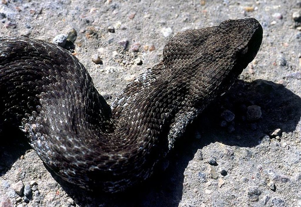 Θεσσαλονίκη: Ώρες αγωνίας για την ερπετολόγο που τη δάγκωσε η οχιά – Τι λέει η μητέρα της