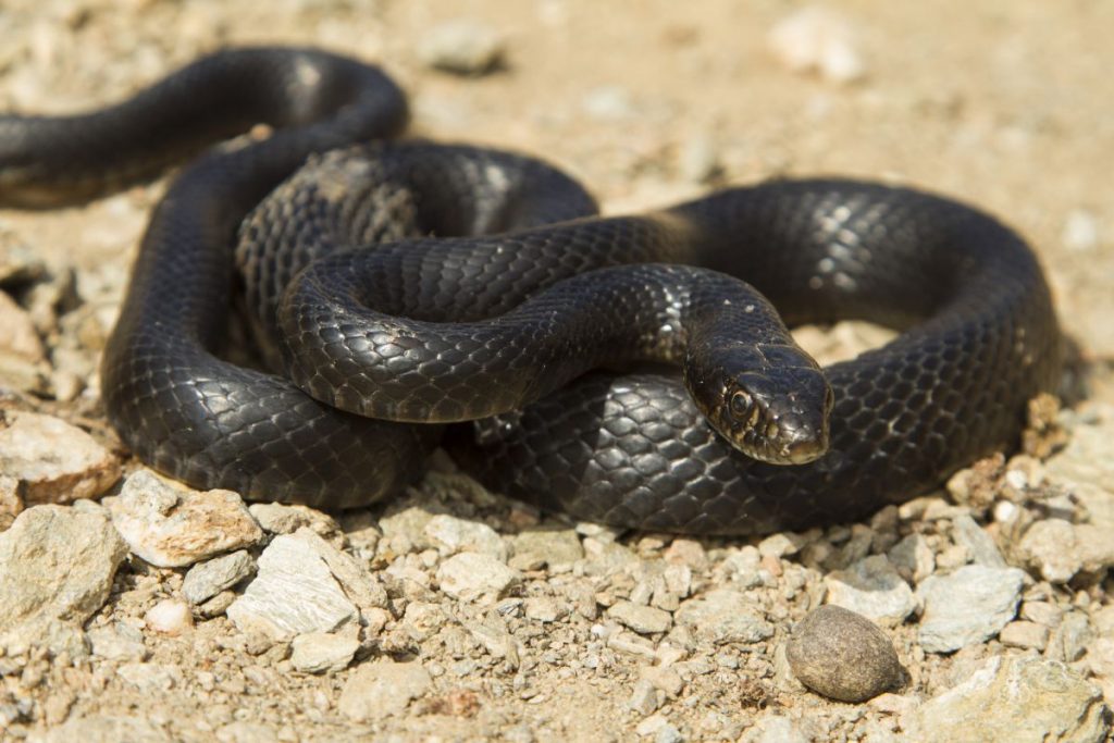 Τι πρέπει να κάνουμε όταν δούμε φίδι