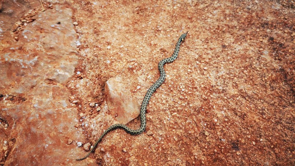 Θεσσαλονίκη: Βελτιώθηκε σημαντικά η υγεία της ερπετολόγου