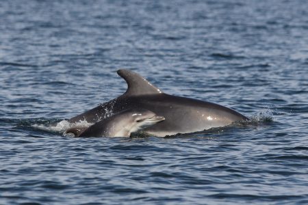 Αιγαίο: Άλλα δύο νεκρά δελφίνια – Τι καταγγέλλει η οργάνωση «Αρχιπέλαγος»