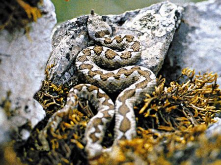 Φίδια στην Ελλάδα: Αυτά είναι τα 3 επικίνδυνα είδη, τι ισχύει για την οχιά