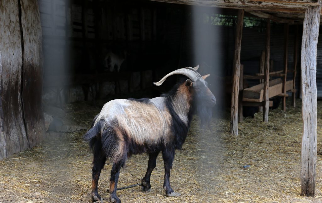 Καβάλα: Νέα στοιχεία για τον θάνατο της 68χρονης κτηνοτρόφου -Ενδέχεται να τη σκότωσε κριάρι