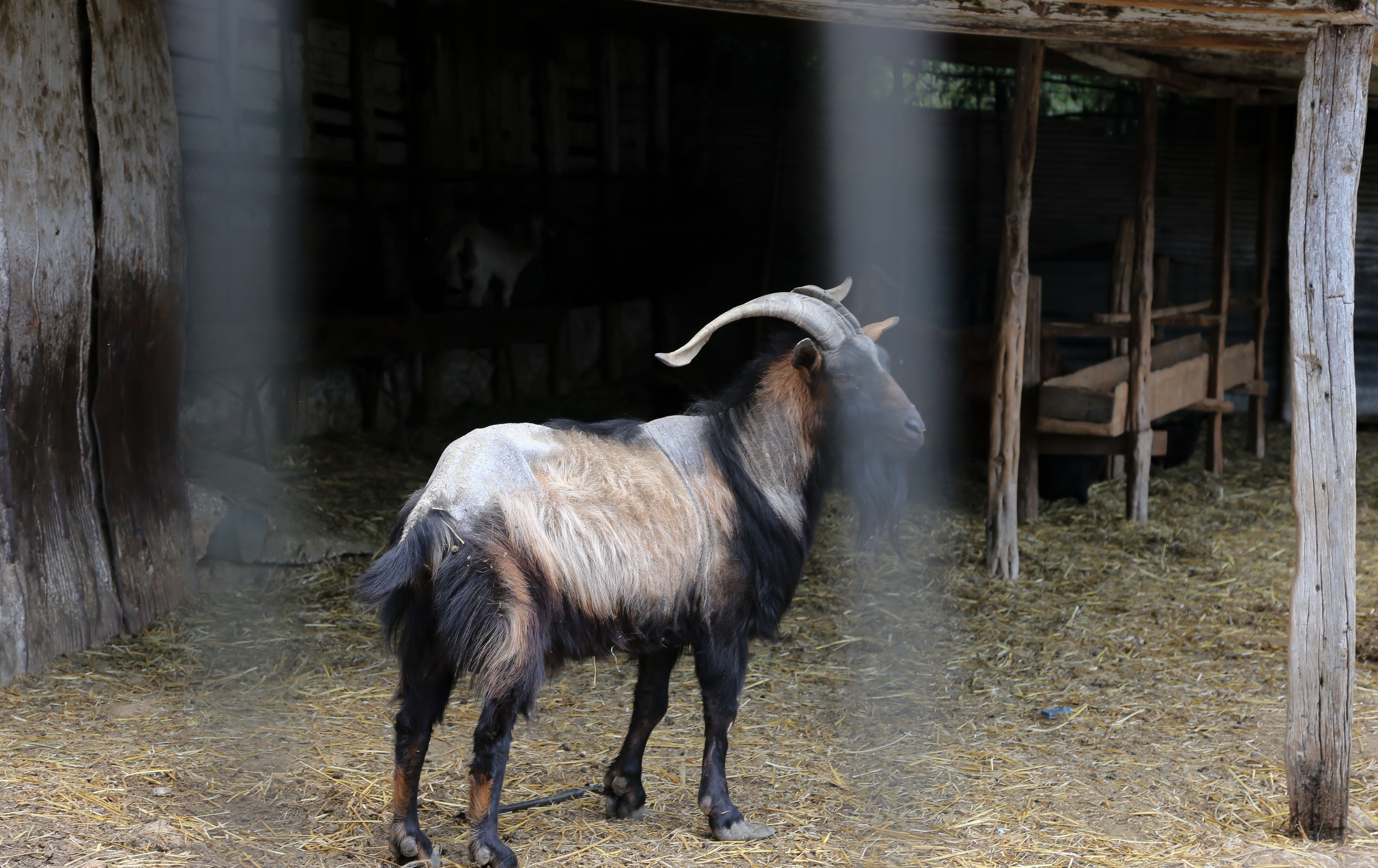 Καβάλα: Νέα στοιχεία για τον θάνατο της 68χρονης κτηνοτρόφου -Ενδέχεται να τη σκότωσε κριάρι