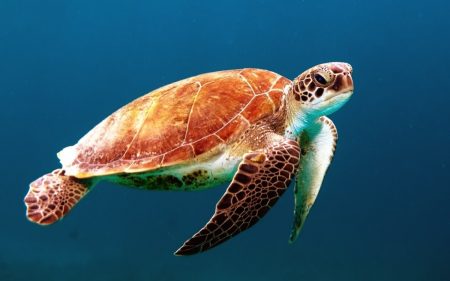 Λιμενικό: Διέσωσε θαλάσσια χελώνα από τα νερά του Θερμαϊκού