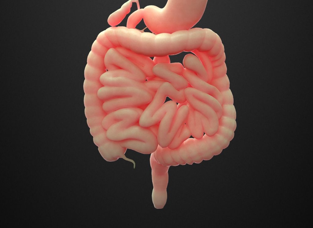 Πώς το χρόνιο στρες επιβαρύνει την υγεία του εντέρου