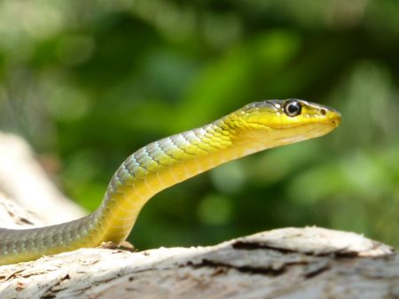 Γιατί εμφανίζονται συνέχεια φίδια μέσα στις πόλεις – Πότε θα σταματήσουν