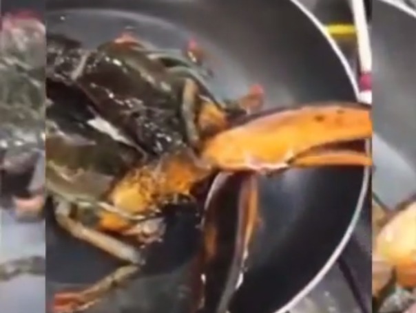 Νέα καταγγελία για ταβέρνα στα Νότια Προάστια που τηγανίζει ζωντανούς αστακούς