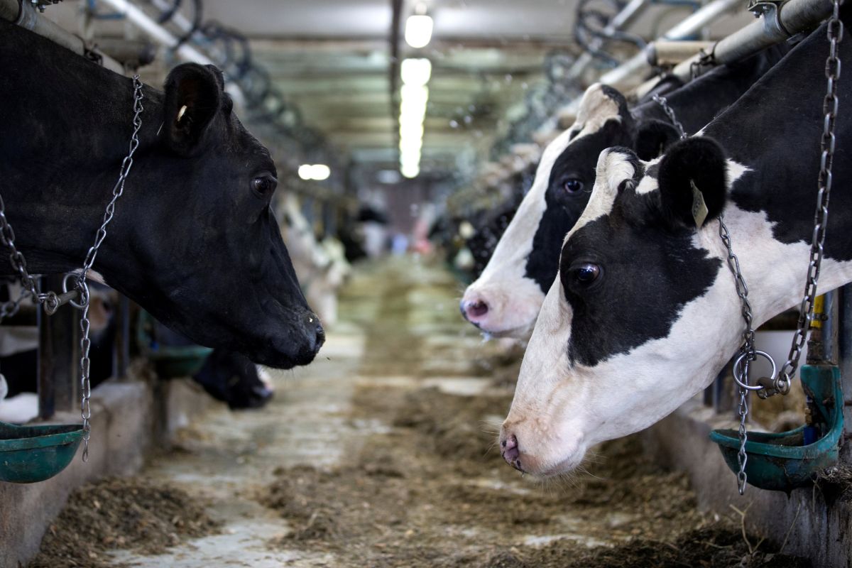 ΠΟΥ: Συναγερμός για τη γρίπη των πτηνών – Βρέθηκε σε αγελαδινό γάλα