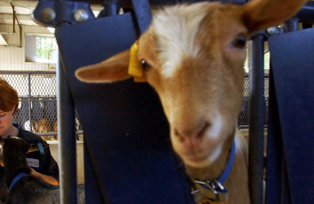 Ζάκυνθος: Έσερνε με το αυτοκίνητό του κατσίκα