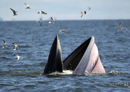 Η Ισλανδία ανέστειλε τη φαλαινοθηρία μέχρι τα τέλη Αυγούστου
