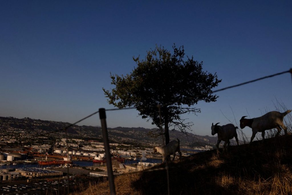 Ηλεία: Τα παραστρατημένα γίδια η αιτία δολοφονίας του 52χρονου