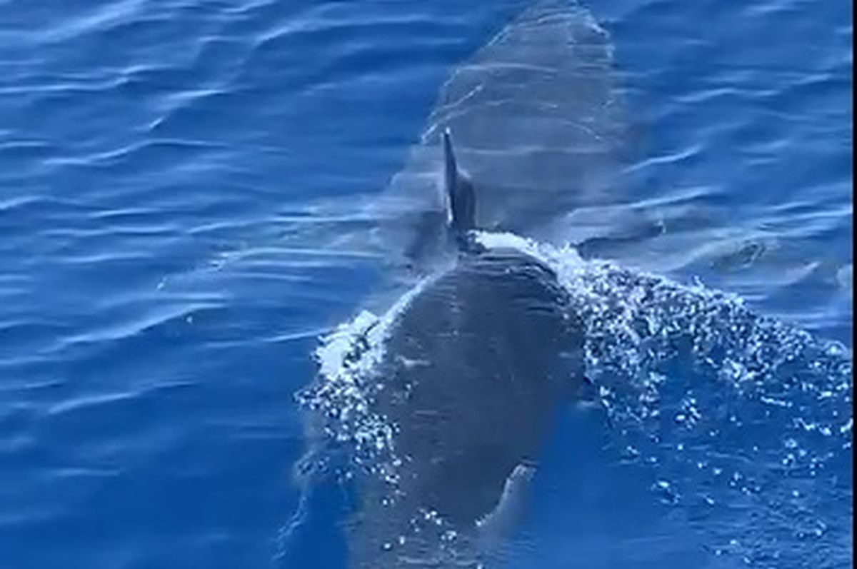 Ζάκυνθος: Καρχαρίας κολυμπά 2 μίλια από το λιμάνι