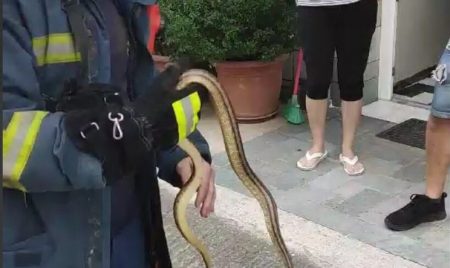 Λάρισα: Πυροσβέστης έπιασε με τα χέρια του φίδι που μπήκε σε αυλή σπιτιού