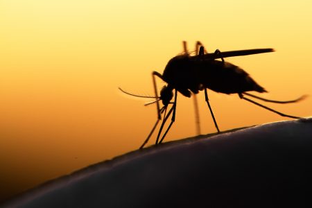 Κουνούπια: Εκτακτη προειδοποίηση ECDC  – «Αυτές οι 5 ασθένειες μας απειλούν»