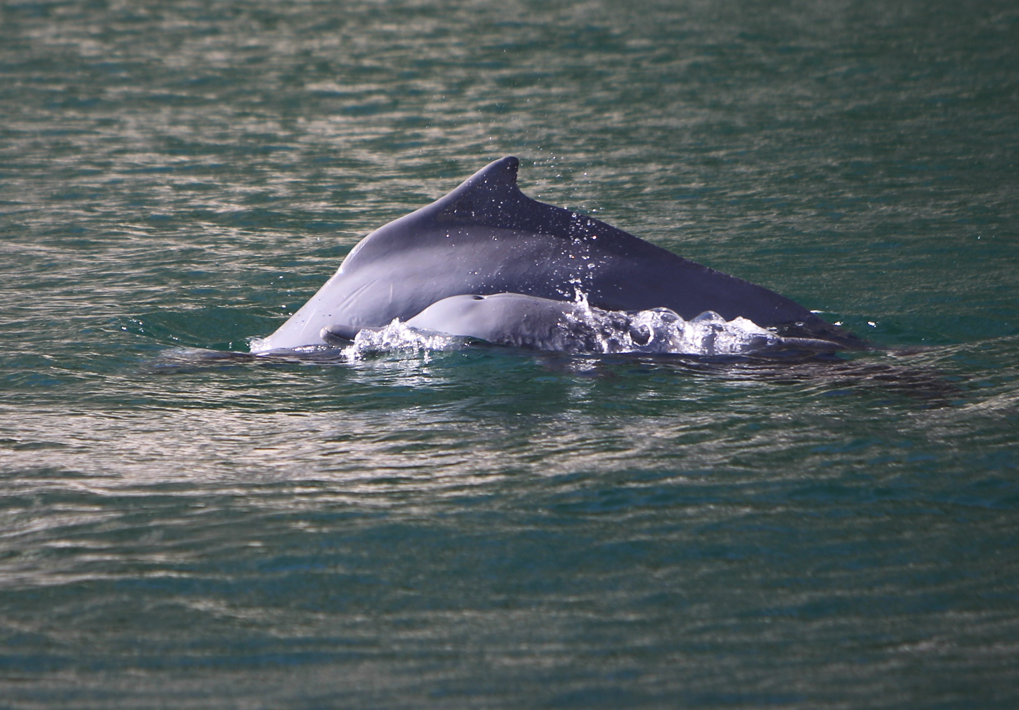 Στρατιωτικά δελφίνια προστατεύουν τη ρωσική βάση της Σεβαστούπολης