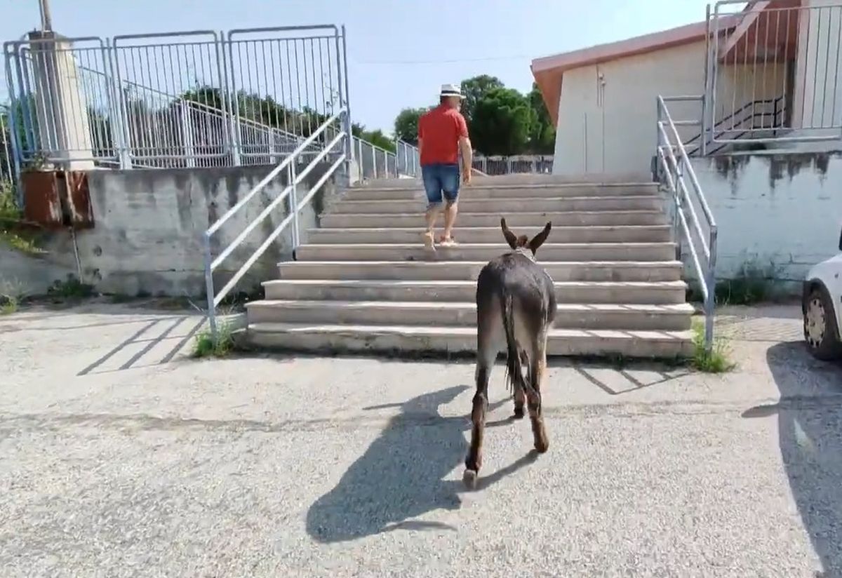 Εκλογές 2023: Πήγε να ψηφίσει μαζί με το γαϊδούρι του