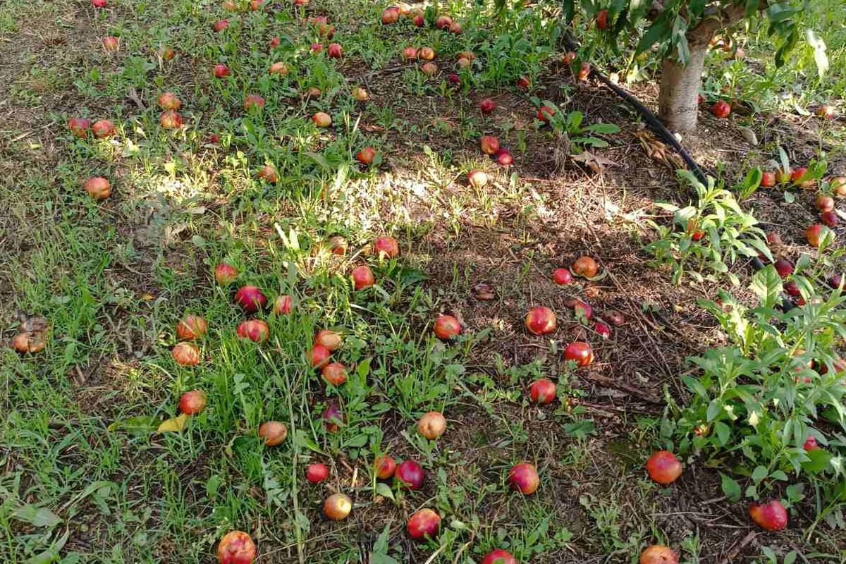 Κοζάνη: Το μπουρίνι κατέστρεψε ροδάκινα και νεκταρίνια