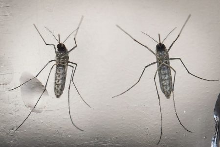 Οι ομάδες αίματος που προτιμούν τα κουνούπια