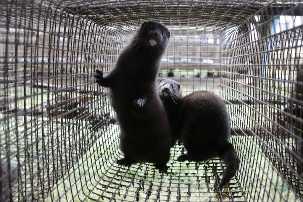 Καστοριά: Μινκ κόβουν βόλτες στην πόλη